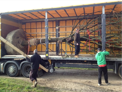 A large tree strapped into an HGV trailer, ready for unloading