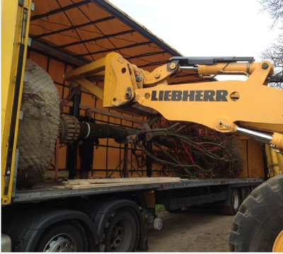 A large tree being lifted from an HGV trailer by a Liebherr 556 loading shovel fitted with a hook attachment