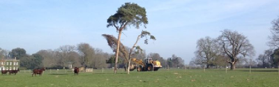 A Liebherr 556 loading shovel carrying a large tree across parkland, ready for planting